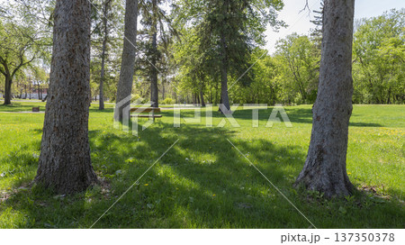 Sunny Green Park Landscape With Bench Sunny Green Park Landscape With Bench 137350378
