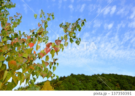 色づく　ナンキンハゼの葉 137350391