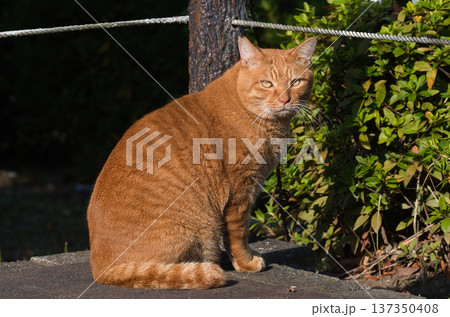 公園でたたずむ茶トラ猫 137350408