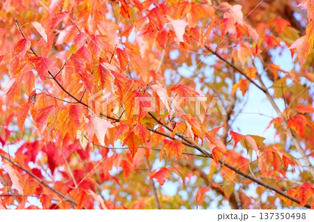 色づく トウカエデの葉 紅葉 色づく トウカエデの葉 紅葉 137350498