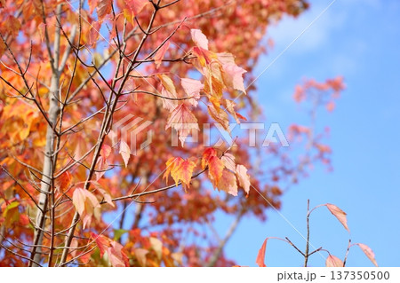 色づく　トウカエデの葉 137350500