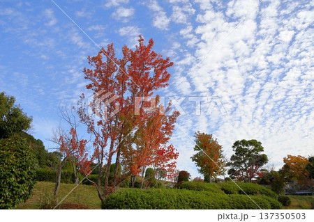 色づく トウカエデ 紅葉 色づく トウカエデ 紅葉 137350503