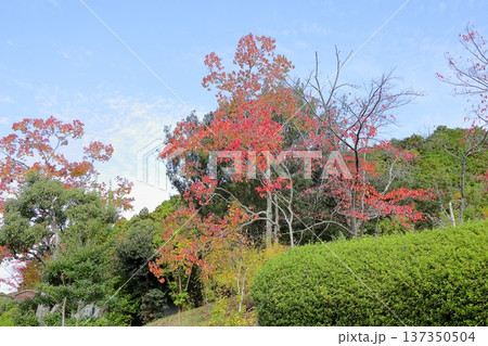 色づく　ナンキンハゼの葉 137350504