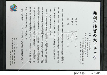 【茅ヶ崎市 相模国茅ヶ崎の総社 神奈川県指定天然記念物「鶴嶺八幡宮」大公孫樹(大銀杏)案内板】 【茅ヶ崎市 相模国茅ヶ崎の総社 神奈川県指定天然記念物「鶴嶺八幡宮」大公孫樹(大銀杏)案内板】 137350539