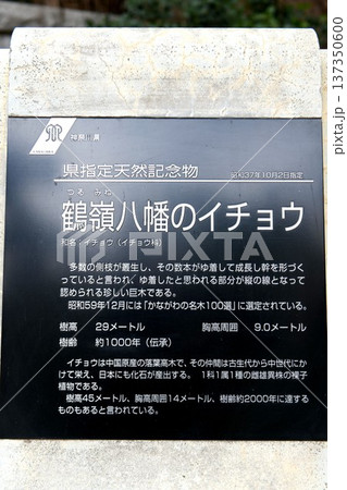 【茅ヶ崎市 相模国茅ヶ崎の総社 神奈川県指定天然記念物「鶴嶺八幡宮」大公孫樹(大銀杏)案内板】 【茅ヶ崎市 相模国茅ヶ崎の総社 神奈川県指定天然記念物「鶴嶺八幡宮」大公孫樹(大銀杏)案内板】 137350600