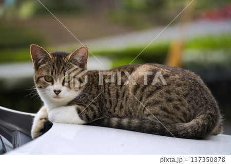 車の上の猫3 137350878