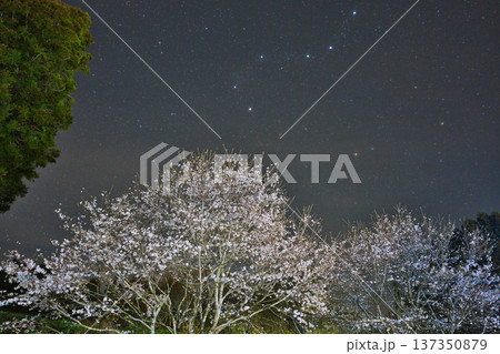 北斗七星と桜 137350879