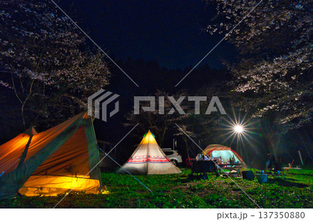 桜の美しいテント 桜の美しいテント 137350880
