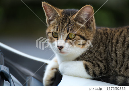 車の上の猫 137350883
