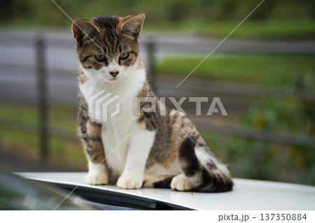 車の上の猫2 車の上の猫2 137350884