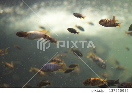 Colorful tropical fish swimming underwater in sea 137350955