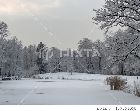 Serene winter landscape featuring bare deciduous trees and smaller evergreens on a hillside under an overcast sky. Snowy seasonal background. Serene winter landscape featuring bare deciduous trees and smaller evergreens on a hillside under an overcast sky. Snowy seasonal background. 137351059