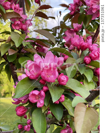 Branch of decorative apple tree with vibrant pink blossoms and buds, extends over a green park lawn in spring. Blossoming branches of Malus Niedzwetzkyana. Branch of decorative apple tree with vibrant pink blossoms and buds, extends over a green park lawn in spring. Blossoming branches of Malus Niedzwetzkyana. 137351061