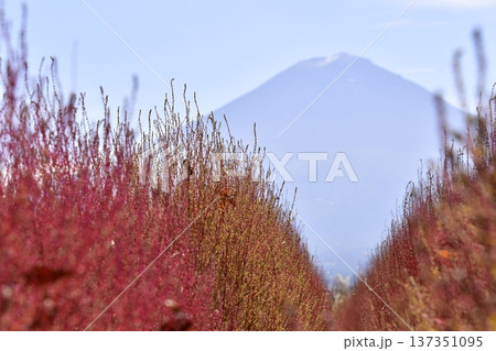 コキア　富士山 137351095