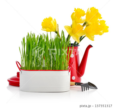 Green grass in white metal pot with retro style red watering can and yellow daffodils Green grass in white metal pot with retro style red watering can and yellow daffodils 137351317