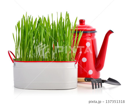 Green grass in white metal pot with retro style red watering can Green grass in white metal pot with retro style red watering can 137351318