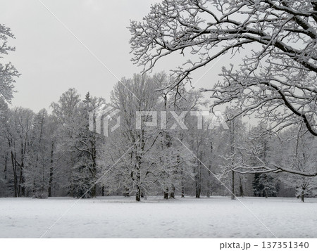 Snowy field backed by forest under overcast sky. Snow lies on branches and ground, creating a snow-white cover. Snowy field backed by forest under overcast sky. Snow lies on branches and ground, creating a snow-white cover. 137351340