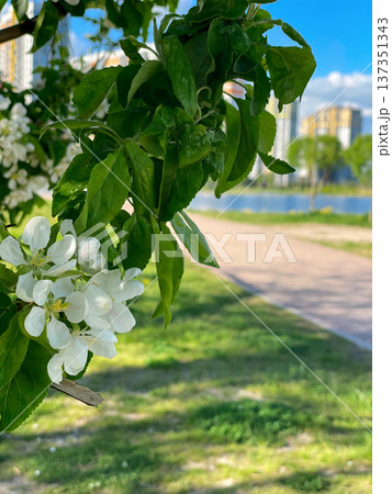 Closeup of white apple tree blossoms with green leaves against a blurred background of pathway in city park, grass, pond and buildings on bright spring day. 137351343