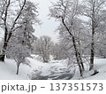 Serene winter landscape where snow blankets trees and banks of partially frozen stream 137351573