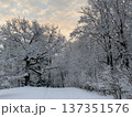 Snowy forest scene with trees covered in snow, creating serene winter landscape. 137351576