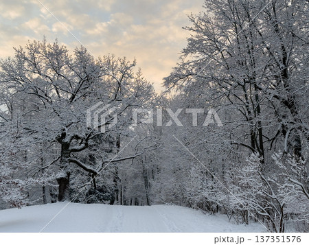 Snowy forest scene with trees covered in snow, creating serene winter landscape. 137351576