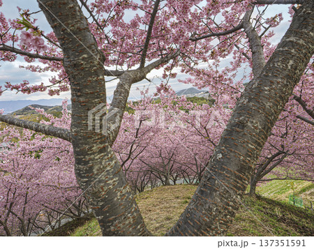 春風に誘われて。丘を染め上げる満開の河津桜 137351591