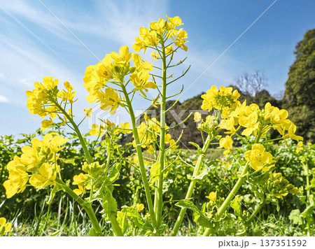 青空へ伸びる菜の花、陽光に輝く春の躍動感 青空へ伸びる菜の花、陽光に輝く春の躍動感 137351592