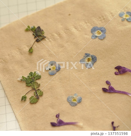 春の野の花の押し花 137351598