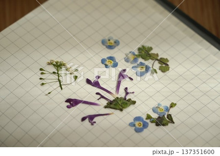 春の野の花の押し花 春の野の花の押し花 137351600