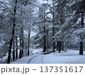 Serene snowy road curves through a forest of pines and bare trees under overcast sky. Winter landscape is peaceful and quiet, showcasing the beauty of fresh snow. 137351617