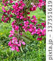 Vibrant pink flowering of apple tree stands out against a lush green grassy background, creating a picturesque scene. Blossoming branches of Malus Niedzwetzkyana. 137351619