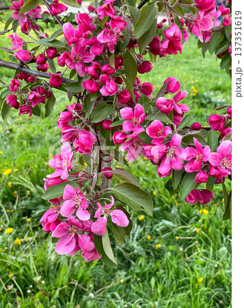 Vibrant pink flowering of apple tree stands out against a lush green grassy background, creating a picturesque scene. Blossoming branches of Malus Niedzwetzkyana. Vibrant pink flowering of apple tree stands out against a lush green grassy background, creating a picturesque scene. Blossoming branches of Malus Niedzwetzkyana. 137351619