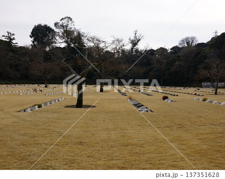 早春の淡い日差しの中の英連邦戦死者墓地 137351628