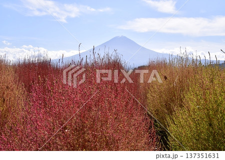 コキア 富士山 コキア 富士山 137351631