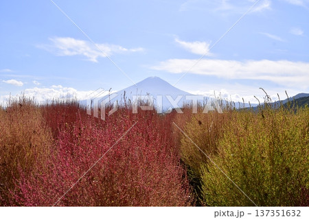コキア　富士山 137351632