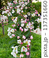Apple tree branches are covered with delicate pink and white blossoms. Green leaves frame flowers, creating vibrant spring scene. The background is softly blurred. 137351660