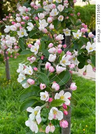 Apple tree branches are covered with delicate pink and white blossoms. Green leaves frame flowers, creating vibrant spring scene. The background is softly blurred. 137351660