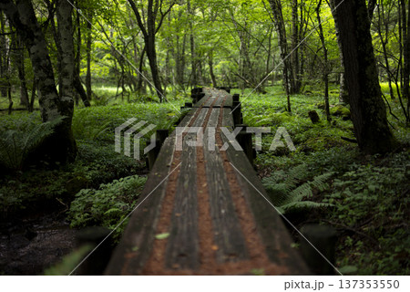 夏の山の中をハイキング 夏の山の中をハイキング 137353550