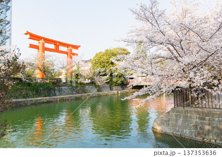 平安神宮の大鳥居と桜 平安神宮の大鳥居と桜 137353636