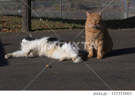 公園でくつろぐ2匹の猫 公園でくつろぐ2匹の猫 137353663