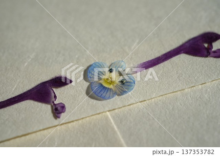 春の野の花の押し花 137353782
