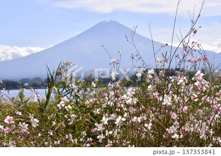 コスモス　富士山 137353841