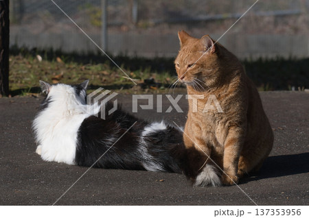公園でくつろぐ2匹の猫 公園でくつろぐ2匹の猫 137353956