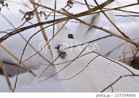 ユキウサギ226(北海道) ユキウサギ226(北海道) 137354008