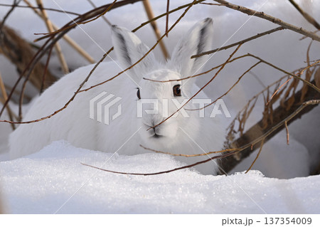 ユキウサギ227(北海道) ユキウサギ227(北海道) 137354009
