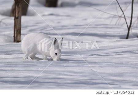 ユキウサギ230（北海道） 137354012