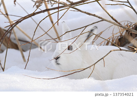 ユキウサギ239（北海道） 137354021