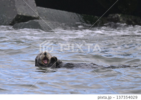 ラッコ㊵（北海道） 137354029