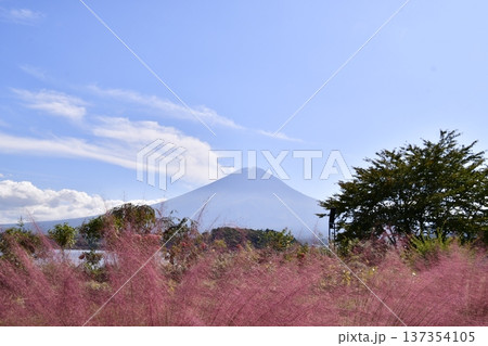 コキア　富士山 137354105
