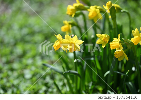 ミニ水仙テータテート 137354110
